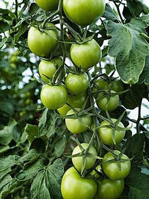 千万不能忽视这些食物的毒性