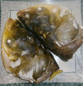 如何做鲜辣蒸鱼头