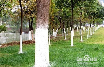 树干刷白灰起什么作用