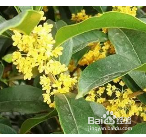 冬天北方盆栽桂花怎么过冬
