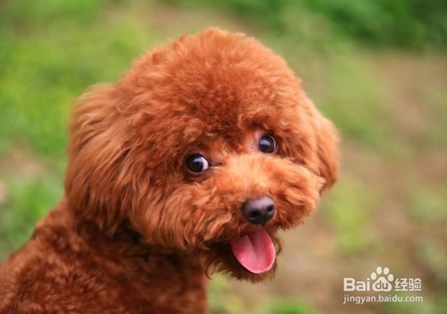 泰迪狗不爱吃狗粮怎么办