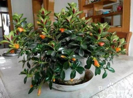 绿萝吊兰养腻了？这5种花比绿萝好看100倍