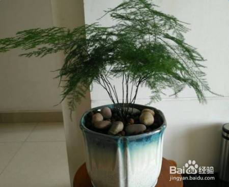 花盆边戳个洞，埋点它，花猛蹿狂长，叶子长成绿瀑布!