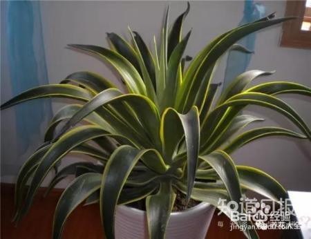 雾霾天,这20种花摆在家里最吸霾!