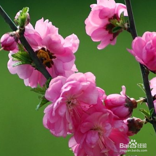在春天养榆叶梅的方法有哪些
