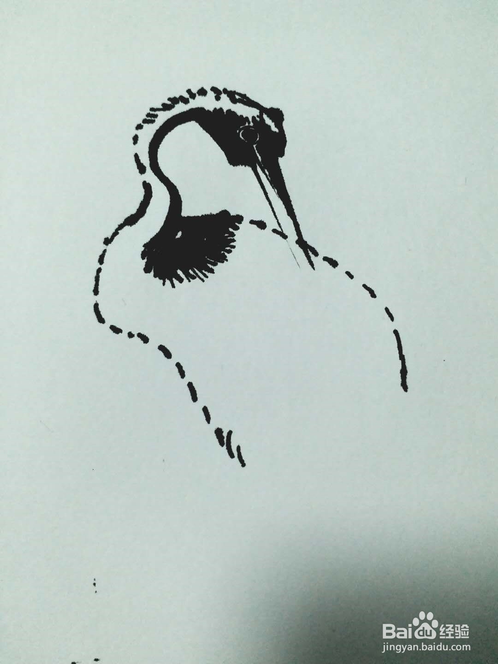 海鹤的钢笔画