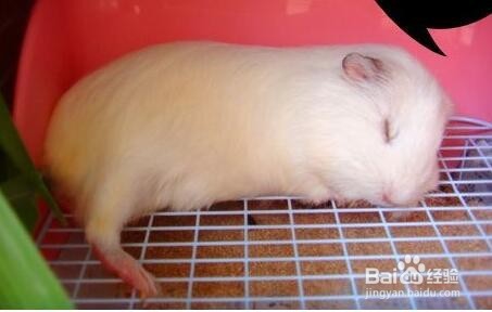 荷兰猪为什么晚上叫？