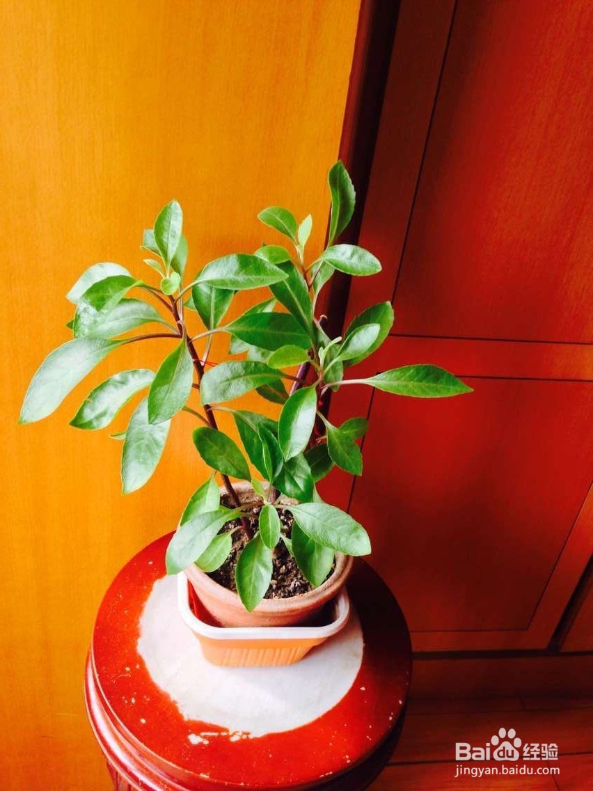冬季家里适合养什么植物