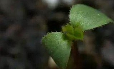 月季种子怎么泡什么时候种植
