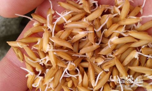 发芽的稻谷能做什么