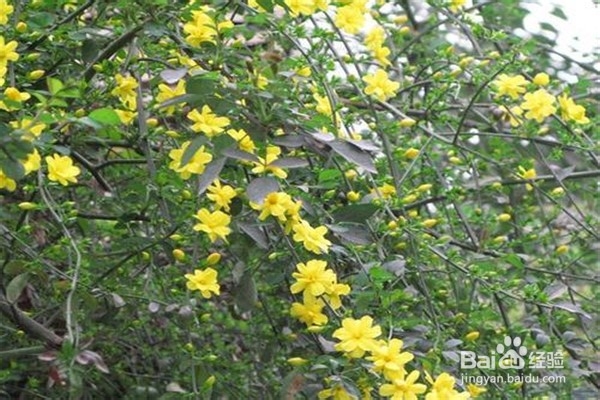 迎春花的养殖方法和注意事项有什么？