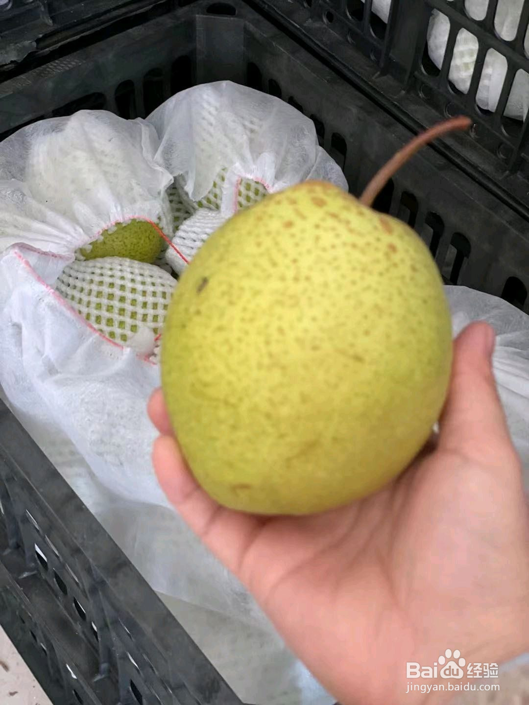 润肺止咳佳品秋梨膏的做法