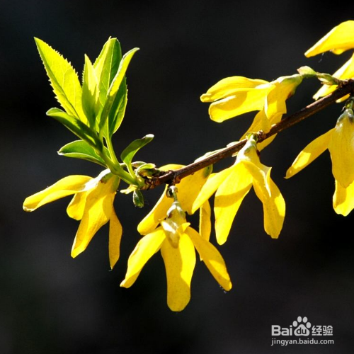 连翘只开花不长果的原因是什么