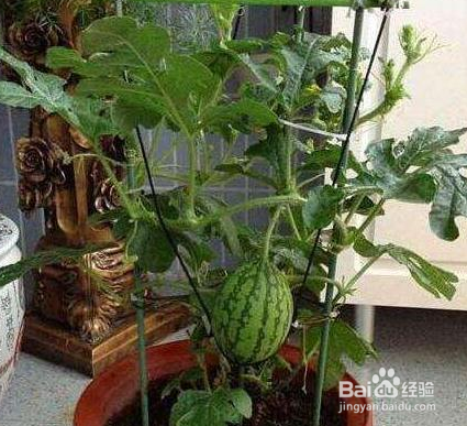 怎么在家种西瓜