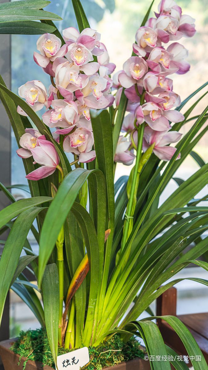 大红袍兰花怎么养