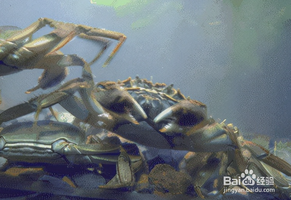 怎么轻松辨别螃蟹公母?以及如何清蒸大闸蟹