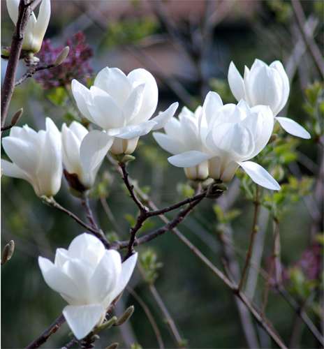 【最美的风景】北京春天赏花全线搜罗