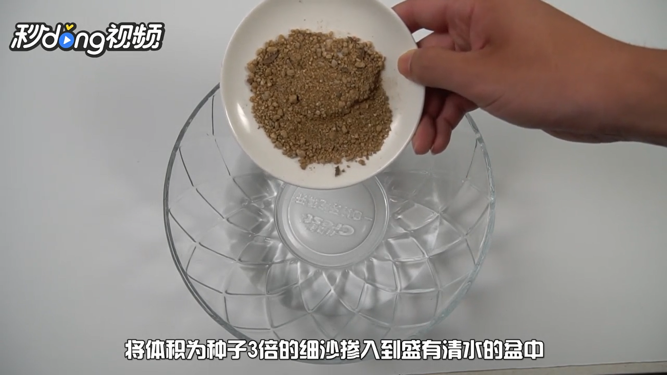 如何在阳台上种植百香果盆栽