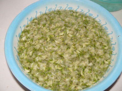 槐花的两种吃饭