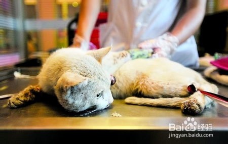 猫咪骨折的治疗方法