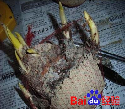 水仙的养殖方法