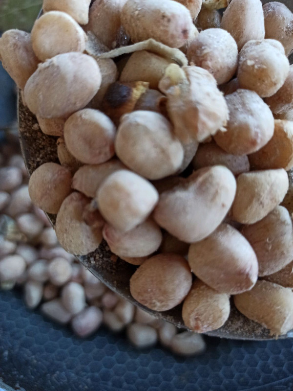 盐焗五香花生米