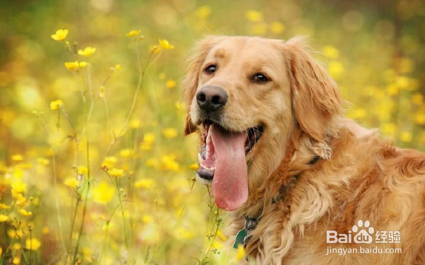 养好金毛犬的方法
