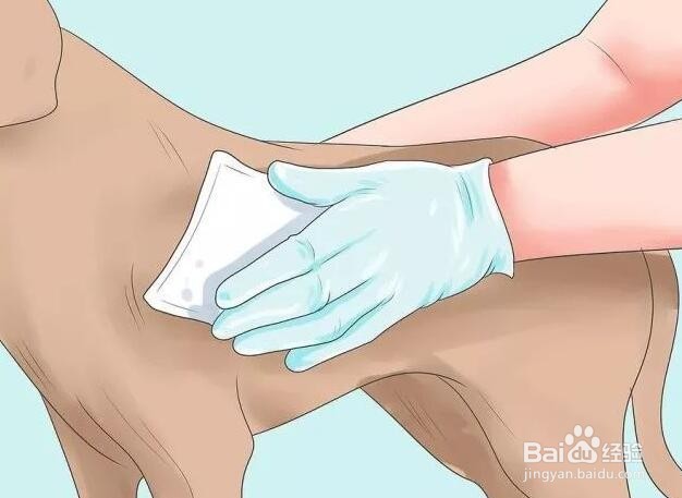 家狗被野狗咬了怎么办