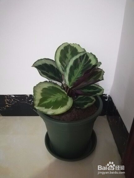 青纹竹芋的养殖方法