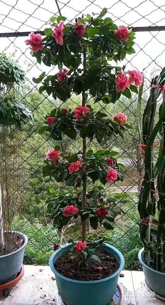 做好6件事,绿萝不死不伤,月季长寿花开满盆