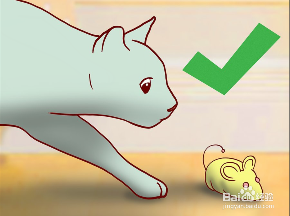 教你如何一只小猫开始养和注意事项有哪些?