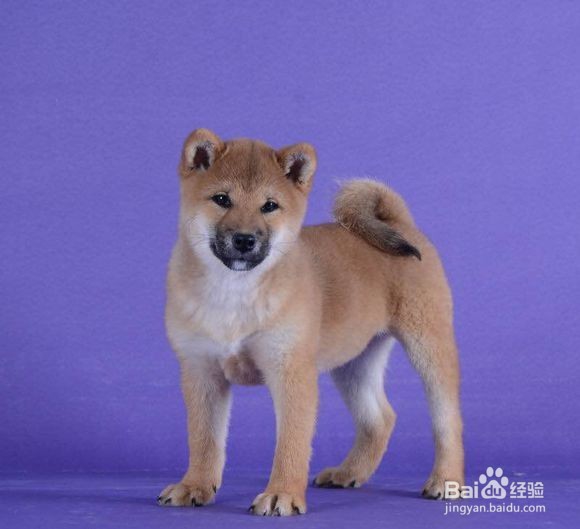 秋田犬和柴犬怎么区分