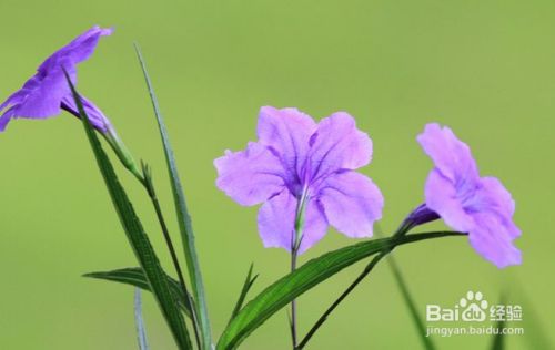 怎样养好兰花草 百度经验
