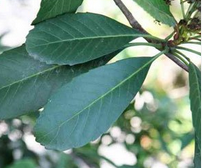 教你如何用枇杷叶治咳嗽