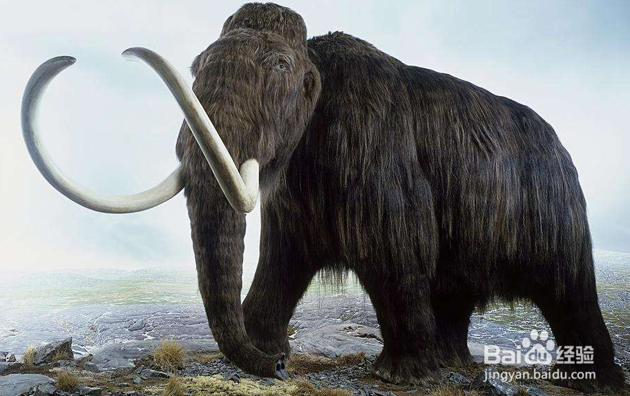 猛犸象为什么能生活在冰雪环境中
