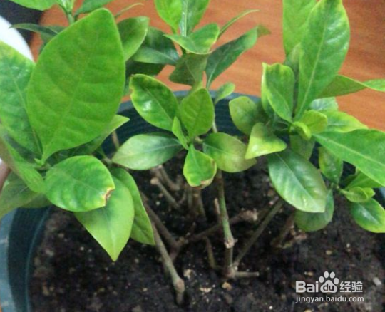 刚买回来的栀子花怎么水养?