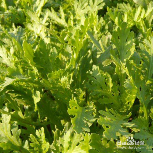 怎么养好茼蒿？