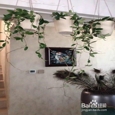 心叶球兰怎样养