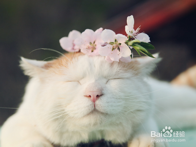 怎么给猫咪去毛球?