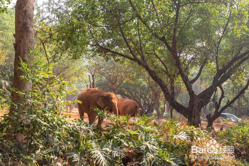广州长隆野生动物世界攻略3