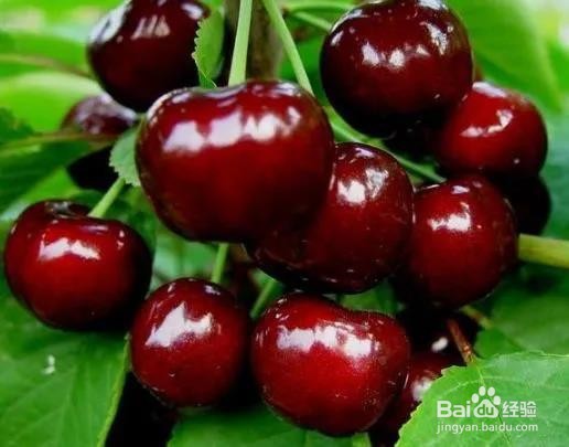 如何挑选车厘子和大樱桃