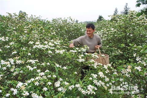 栀子花该怎么养？