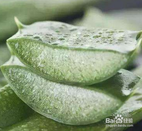 库拉索芦荟在南方种植要注意什么