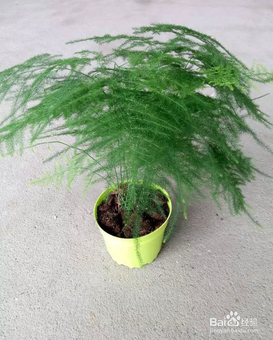 文竹叶子黄了应该怎么办