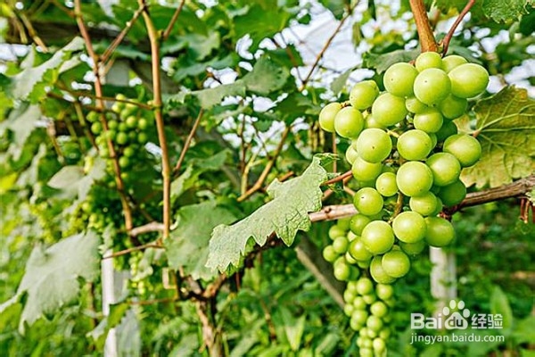 该怎么嫁接葡萄并合理安排嫁接时间呢？