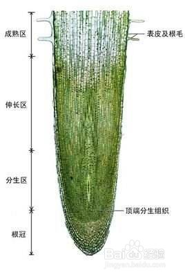 初中生物:植物的组织