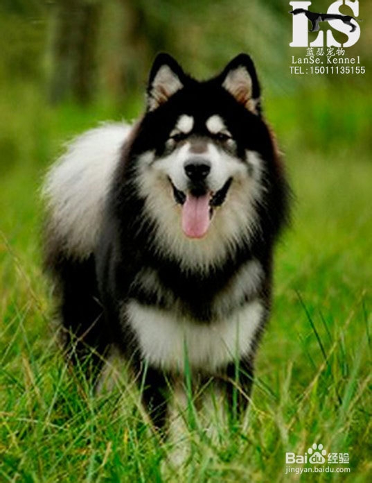 阿拉斯加犬性格.阿拉斯加犬