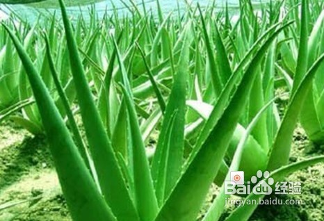 美容芦荟的养殖方法,怎样养美容芦荟
