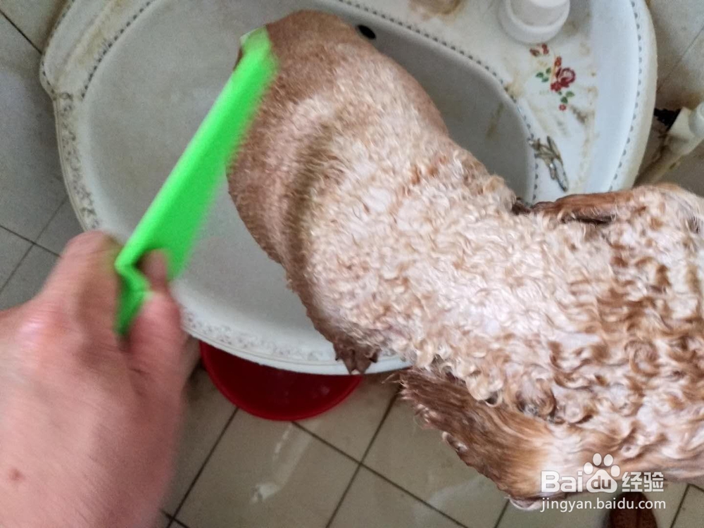 如何为家里的宠物狗洗澡