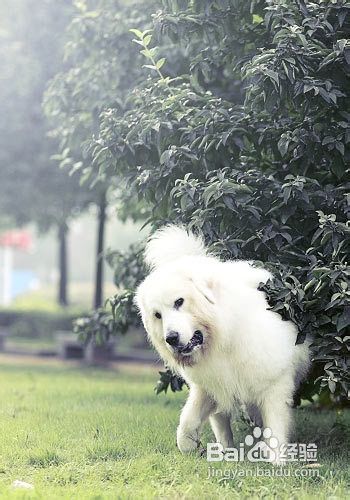 给狗狗梳毛应注意六个细节